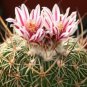 New Arrival ECHINOFOSULOCACTUS MIXED VARIETY mix stenocactus brain cactus rare seed 50 SEEDS