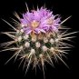 New Arrival ECHINOFOSULOCACTUS MIXED VARIETY mix stenocactus brain cactus rare seed 50 SEEDS