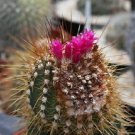 Limited Edition Coleocephalocereus purpureus | rare columnar cacti exotic cactus seed 30 SEEDS