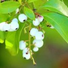 Best-Selling White Indigoberry, randia aculeata florida native indigo berry seed -50 seeds Best-Selling White Indigoberry, randia aculeata florida native indigo berry seed -50 seeds