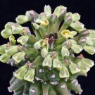 Best-Selling Monadenium Reflexum exotic euphorbia neoreflexa africa cactus aloe seed 5 seeds Best-Selling Monadenium Reflexum exotic euphorbia neoreflexa africa cactus aloe seed 5 seeds