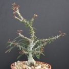 Best-Selling Euphorbia SAKARAHAENSIS exotic caudex madagascar rare cacti bonsai seed 10 seeds Best-Selling Euphorbia SAKARAHAENSIS exotic caudex madagascar rare cacti bonsai seed 10 seeds