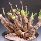 Top-Quality Monilaria Moniliformis !! exotic mesembs rare succulent string of pears 15 SEEDS Top-Quality Monilaria Moniliformis !! exotic mesembs rare succulent string of pears 15 SEEDS