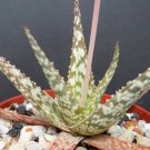Limited Edition Aloe cultivar Lizard Lips, exotic hybrid rare color succulent cacti plant 4""
