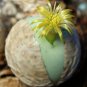Premium Conophytum calculus, exotic cactus rare living stones mesemb cacti seed 30 SEEDS