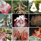 Exclusive SINNINGIA VARIETY MIX rare african violet caudex succulent plant seed 100 SEEDS Exclusive SINNINGIA VARIETY MIX rare african violet caudex succulent plant seed 100 SEEDS