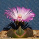 Limited Edition Didymaotus lapidiformis exotic rare mesemb living stones fig cacti seed 15 SEEDS Limited Edition Didymaotus lapidiformis exotic rare mesemb living stones fig cacti seed 15 SEEDS