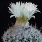 Premium Discocactus araneispinus exotic perfume fragant flower cacti rare seed 100 SEEDS