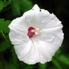 Exclusive Alamo Vine, Merremia Dissecta Noyau Morning Glory Ipomoea flower seed -15 seeds