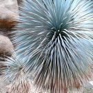 Exclusive YUCCA ROSTRATA, rare beaked Big Bend agave garden aloe tree like seed 15 SEEDS