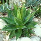Exclusive AGAVE MONTANA, rare succulent hardy century plant exotic garden seed 100 SEEDS