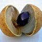 Premium DIMOCARPUS LONGAN dragon eye sweet tropical exotic fruit seed edible 10 SEEDS