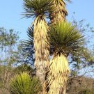 Exclusive Giant Spanish Dagger Yucca carnerosana | seed succulent rare aloe agave 30 SEEDS