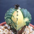 Top-Quality Astrophytum cuadricostatum variegated, exotic rare cactus cacti seed 100 SEEDS Top-Quality Astrophytum cuadricostatum variegated, exotic rare cactus cacti seed 100 SEEDS