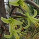 Limited Edition EXOTIC PUYA MIRABILIS bromeliad agave drought aloe succulent plant seed 15 SEEDS Limited Edition EXOTIC PUYA MIRABILIS bromeliad agave drought aloe succulent plant seed 15 SEEDS