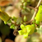 Premium Copper Spoons kalanchoe orgyalis spoon rare succulent exotic seed 100 SEEDS Premium Copper Spoons kalanchoe orgyalis spoon rare succulent exotic seed 100 SEEDS
