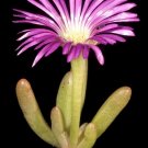 Exclusive Disphyma Crassifolium exotic ICE PLANT living stone mesembs cactus seed 50 SEEDS