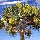Limited Edition Aloe Dichotoma, exotic quiver tree big succulent rare desert plant seed 10 SEEDS Limited Edition Aloe Dichotoma, exotic quiver tree big succulent rare desert plant seed 10 SEEDS