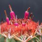 Top-Quality RARE MELOCACTUS CONOIDEUS exotic flowering cactus cacti succulent seed 100 seeds