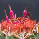 Best-Selling RARE MELOCACTUS CONOIDEUS exotic flowering cactus cacti succulent seed 50 seeds Best-Selling RARE MELOCACTUS CONOIDEUS exotic flowering cactus cacti succulent seed 50 seeds