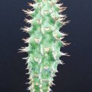 Limited Edition Euphorbia Viguieri ANKARAFATSIENSIS exotic flower madagascar rare seed 10 seeds Limited Edition Euphorbia Viguieri ANKARAFATSIENSIS exotic flower madagascar rare seed 10 seeds
