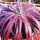 Top-Quality Dyckia MIX exoticsucculent cactus hetchia cacti xeriscaping aloe seed 50 SEEDS Top-Quality Dyckia MIX exoticsucculent cactus hetchia cacti xeriscaping aloe seed 50 SEEDS
