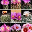 New Arrival THELOCACTUS VARIETY MIX exotic mixed cacti rare flowering cactus seed 15 SEEDS New Arrival THELOCACTUS VARIETY MIX exotic mixed cacti rare flowering cactus seed 15 SEEDS