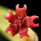 Top-Quality EUPHORBIA ATTASTOMAS exoticrare cactus plant cacti bonsai succulent 4"" pot Top-Quality EUPHORBIA ATTASTOMAS exoticrare cactus plant cacti bonsai succulent 4"" pot