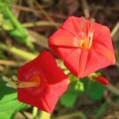 Top-Quality IPOMOEA COCCINNEA,rare attract butterfly attracting vine climber seed 50 seeds Top-Quality IPOMOEA COCCINNEA,rare attract butterfly attracting vine climber seed 50 seeds