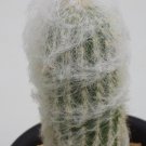 Premium Espostoa Huanucensis, columnar cactus Pseudoespostoa melanostele seed -15 seeds Premium Espostoa Huanucensis, columnar cactus Pseudoespostoa melanostele seed -15 seeds