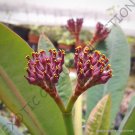 Premium EUPHORBIA PACHYPODIOIDES | exotic rare succulent cactus cacti plant seed 5 SEEDS Premium EUPHORBIA PACHYPODIOIDES | exotic rare succulent cactus cacti plant seed 5 SEEDS