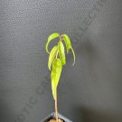 Top-Quality MAHOGANY Swietenia Mahagoni Hardwood Caoba Wood tree 2"" pot plant
