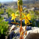 Premium BULBINE ABYSSINICA bushy rare succulent flowering exotic cactus plant 20 seeds