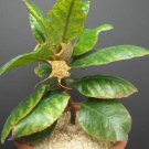 Best-Selling DORSTENIA CUSPIDATA rare caudex exotic africa caudiciform bonsai seed 50 SEEDS Best-Selling DORSTENIA CUSPIDATA rare caudex exotic africa caudiciform bonsai seed 50 SEEDS