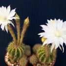 Premium Echinopsis calochlora | rare cactus seed exotc succulent flower cacti 20 SEEDS