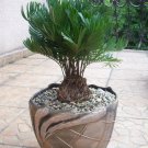 Limited Edition ZAMIA FLORIDANA coontie palm florida native cycad tree palms plant seed 25 seeds