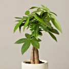Limited Edition Guiana chestnut Pachira aquatica indoor bonsai Caudiciform caudex plant 5 SEEDS