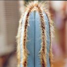Exclusive PILOSOCEREUS variety mix | rare columnar cacti exotic succulents seed50 seeds Exclusive PILOSOCEREUS variety mix | rare columnar cacti exotic succulents seed50 seeds