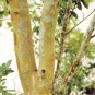 Exclusive Spanish Stopper Eugenia foetida, Florida native wild tree bonsai seed 100 seeds