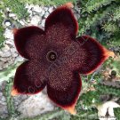 Top-Quality EDITHCOLEA GRANDIS,exotic huernia rare orbea succulent stapelia seed -5 seeds Top-Quality EDITHCOLEA GRANDIS,exotic huernia rare orbea succulent stapelia seed -5 seeds