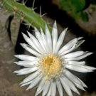 Top-Quality Acanthocereus tetragonus FLORIDA NATIVE cereus tall cactus seed cacti 10 seeds Top-Quality Acanthocereus tetragonus FLORIDA NATIVE cereus tall cactus seed cacti 10 seeds