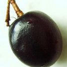 Exclusive COCOPLUM FRUIT Chrysobalanus icaco sweet exotic tropical plum edible seed 5 SEED Exclusive COCOPLUM FRUIT Chrysobalanus icaco sweet exotic tropical plum edible seed 5 SEED