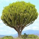 Best-Selling Euphorbia ingens candelabrum exotic Candelabra Tree seed 5 seeds