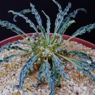 Premium Euphorbia hadramautica, exotic rare madagascar bonsai cacti caudex seed 10 seeds Premium Euphorbia hadramautica, exotic rare madagascar bonsai cacti caudex seed 10 seeds