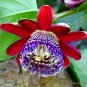 Exclusive GIANT GRANADILLA passiflora quadrangularis grenadilla passionfruit seed 10 seeds