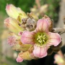 Exclusive Kalanchoe beharensis elephant's ear rare succulent exotic plant seed 50 SEEDS
