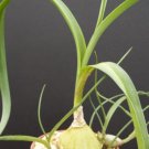 Limited Edition ONE SEEDLING Pregnant Onion ornithogalum caudatum rare succulent bulb False Sea Limited Edition ONE SEEDLING Pregnant Onion ornithogalum caudatum rare succulent bulb False Sea
