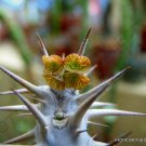 Exclusive RARE EUPHORBIA HOFSTAETTERI exotic madagascar succulent bonsai seed 5 seeds Exclusive RARE EUPHORBIA HOFSTAETTERI exotic madagascar succulent bonsai seed 5 seeds