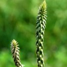 New Arrival RABO DE GATO achyranthes aspera, cola medicinal herb garden plant seed 100 seeds