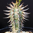Exclusive Euphorbia Viguieri CAPURONIANA exotic flower madagascar palm rare seed 10 seeds Exclusive Euphorbia Viguieri CAPURONIANA exotic flower madagascar palm rare seed 10 seeds